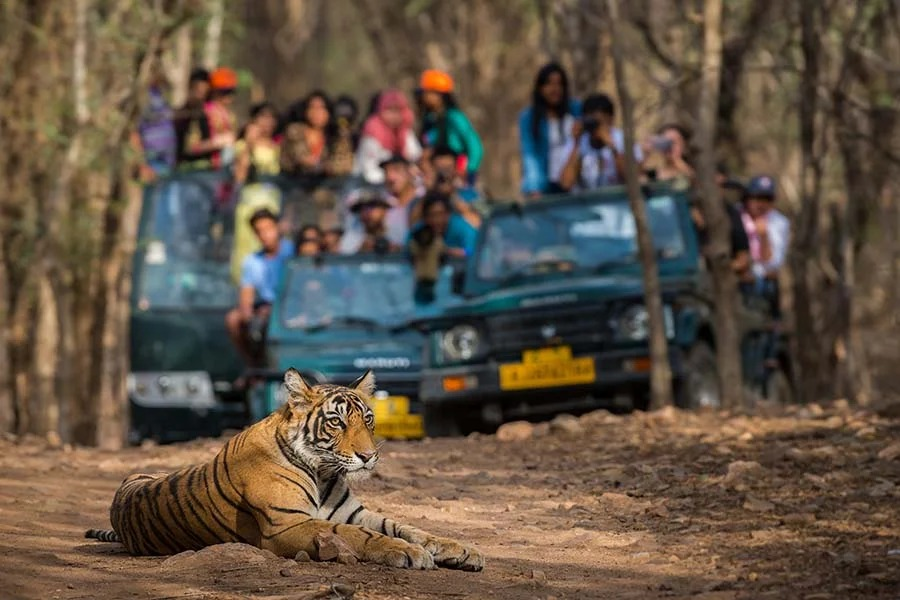 Wildlife Safari, Ranthambore